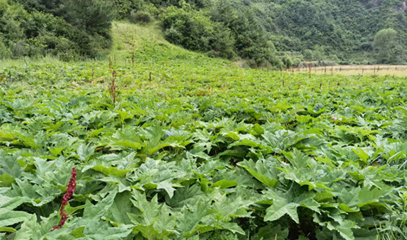 yp街机·电子游戏(中国)最新官网